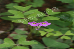 Oxalis latifolia